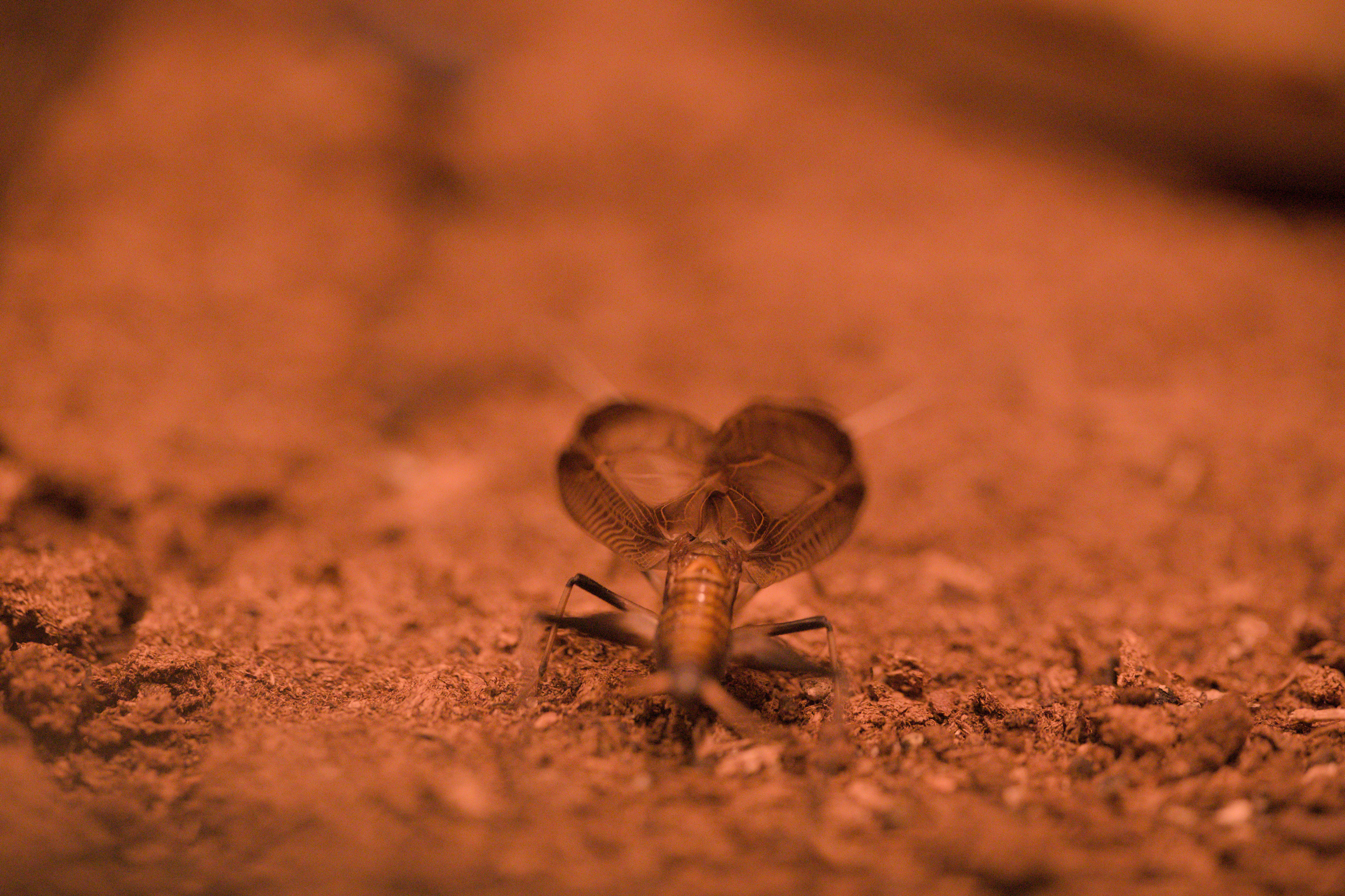 2025/10/12 - zoo/DSC_0244.jpg